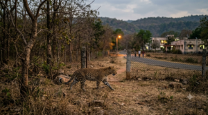Leopard at the forest edge of a Tirupati university campus at dusk near the Seshachalam hills