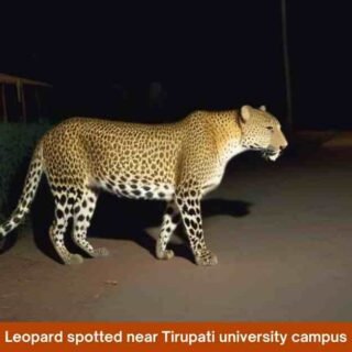 Leopard spotted near Tirupati university campus
