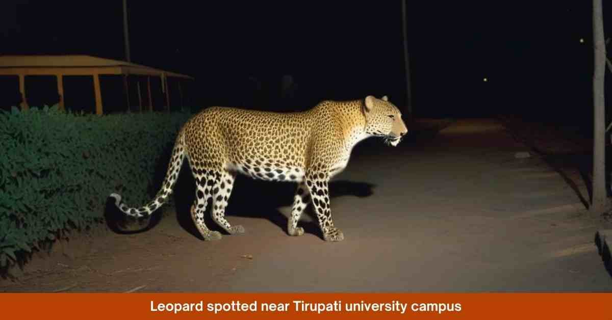 Leopard Sightings Cause Concern in Tirupati Universities