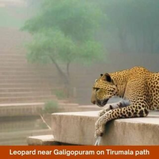 Leopard near Galigopuram on Tirumala path