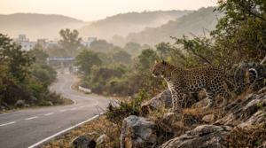 SV University leopard captured near the Seshachalam forest edge in Tirupati