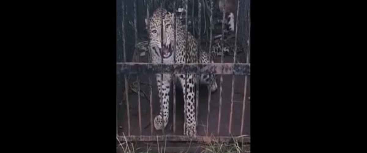 Leopard captured near SV University in Tirupati​