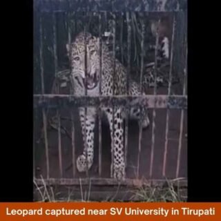 Leopard captured near SV University in Tirupati​
