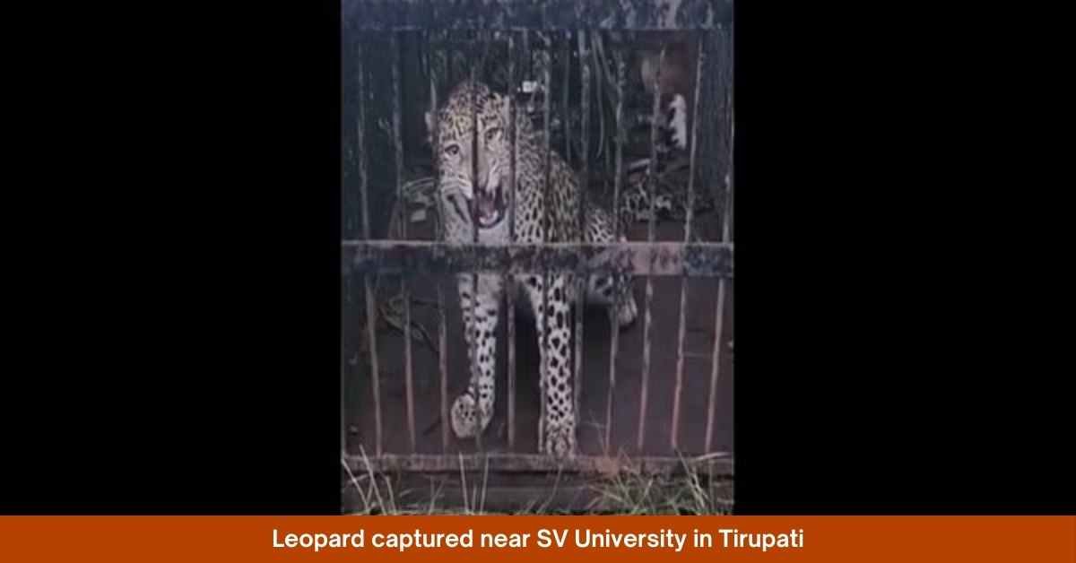 Leopard captured near SV University in Tirupati​
