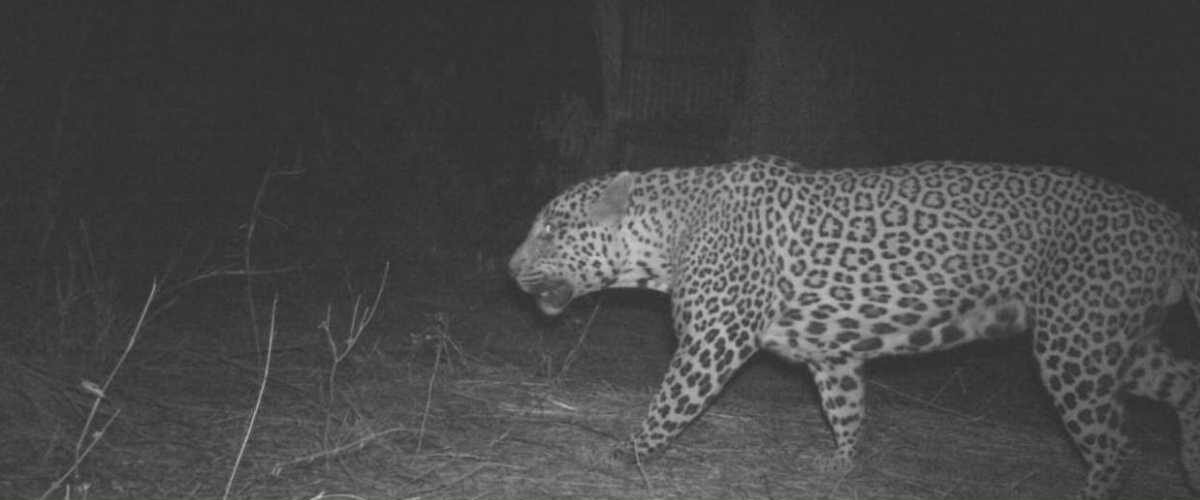 Leopard near Tirumala temple premises