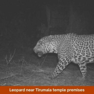 Leopard near Tirumala temple premises