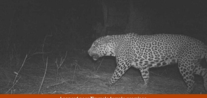 Leopard near Tirumala temple premises