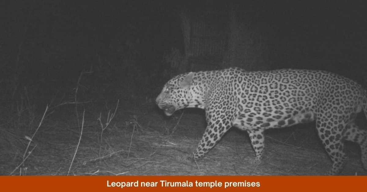 Leopard Spotted Near Tirumala Temple: Authorities Heighten Vigilance