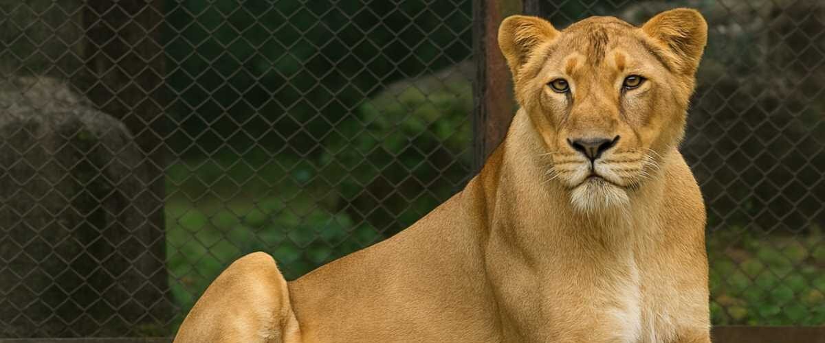 Lioness Indhu Tirupati Zoo Death