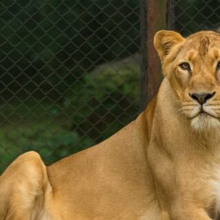 Lioness Indhu Tirupati Zoo Death