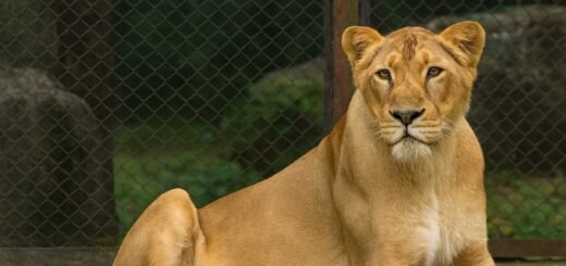 Lioness Indhu Tirupati Zoo Death