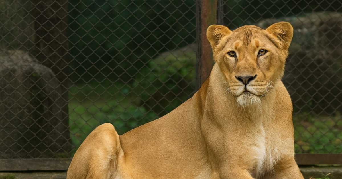 Lioness Indhu, Rescued From Circus 20 Years Ago, Dies at Tirupati Zoo