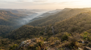 TTD biodiversity conservation on the forested Seshachalam hills above Tirumala at first light