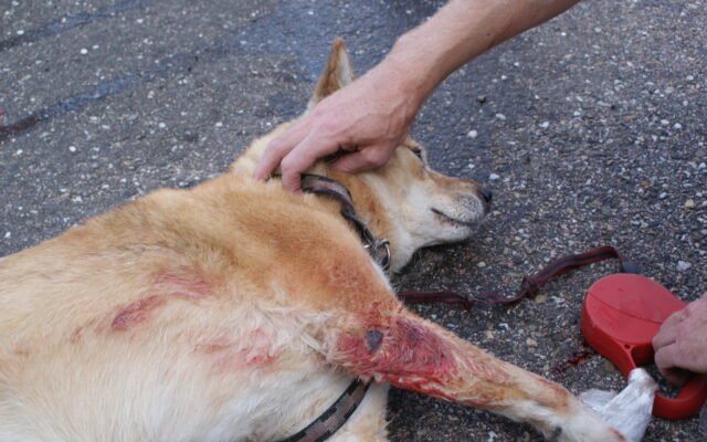 Child Injured in Dog Attack in Surat: CCTV Captures Disturbing Incident