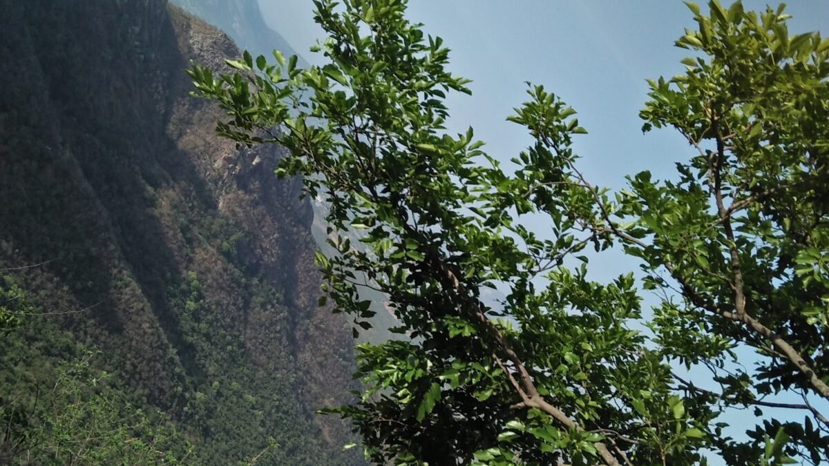 TTD Achieves Over 89 Percent Green Cover in Tirumala