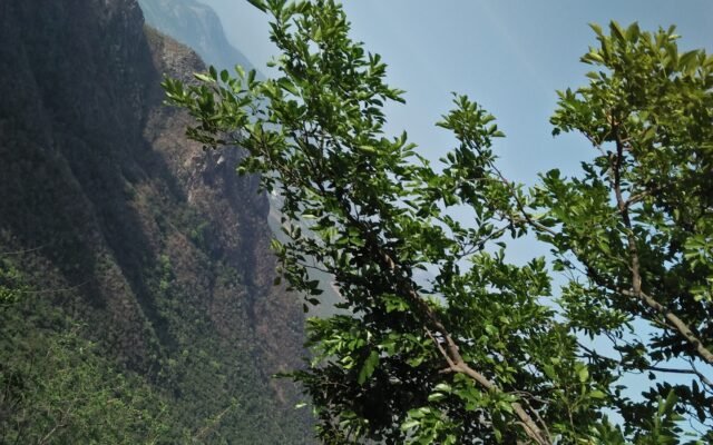 TTD Achieves Over 89 Percent Green Cover in Tirumala